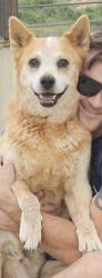 Lost Male Dog last seen I10 & Sibyl Rd, North of St David, East of Benson, Benson, AZ 85602