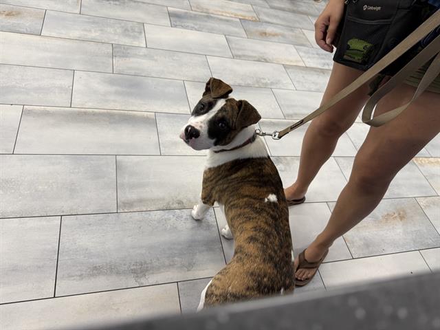 Shelter Stray Male Dog last seen CHARLOTTE, 8315 Byrum Dr, Charlotte, NC 28217, USA