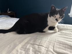 Reunited Female Cat last seen 19th Ave NW and NW 77th St, Seattle, WA 98117
