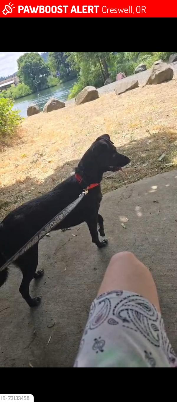 Lost Male Dog last seen Old Hwy and E. Harvey Rd, Creswell, OR 97426