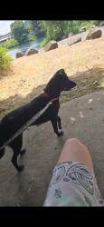 Lost Male Dog last seen Old Hwy and E. Harvey Rd, Creswell, OR 97426