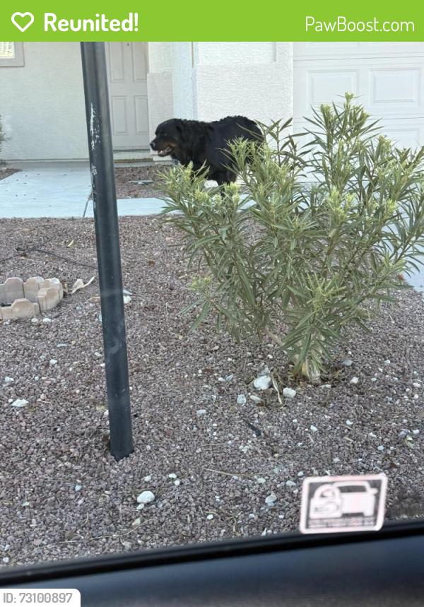 Reunited Unknown Dog last seen The Parks community, North Las Vegas, NV 89084