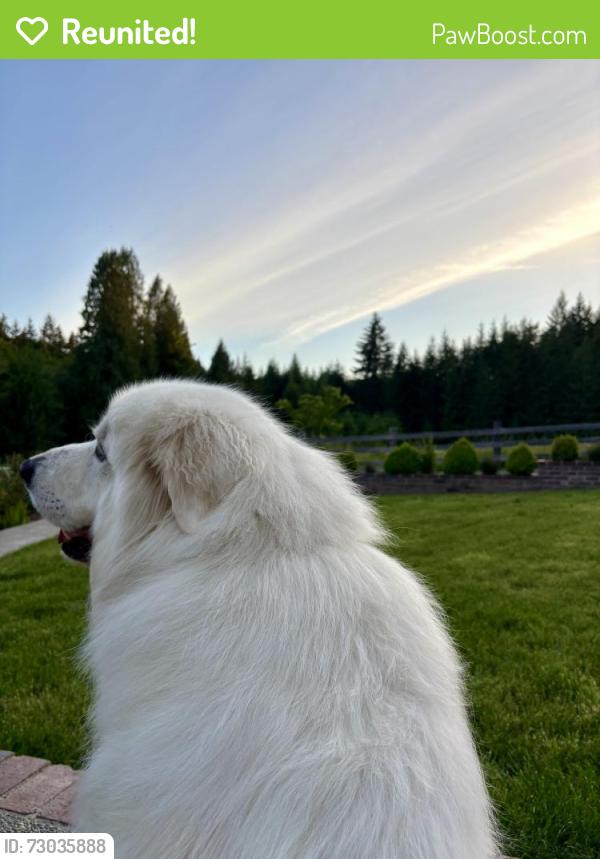 Reunited Male Dog last seen Near Blanchard rd centralia,wa 98531, Centralia, WA 98531