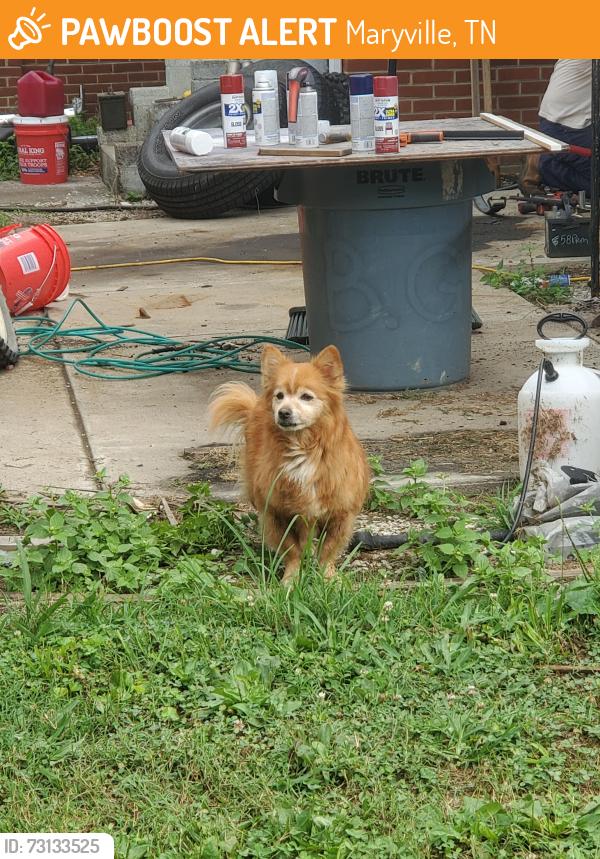 Found/Stray Unknown Dog last seen Court Street/Duncan Rd, Maryville, TN 37803