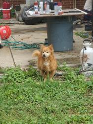 Found/Stray Unknown Dog last seen Court Street/Duncan Rd, Maryville, TN 37803