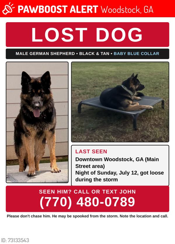 Lost Male Dog last seen main st., Woodstock, GA 30188