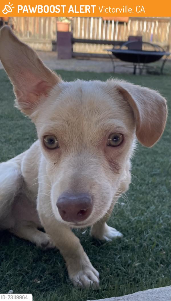 Found/Stray Male Dog last seen Hawk Ct & Equestrian Way, Victorville, CA 92394