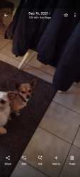 Lost Male Dog last seen In the nature trail behind Home Depot, San Diego, CA 92154