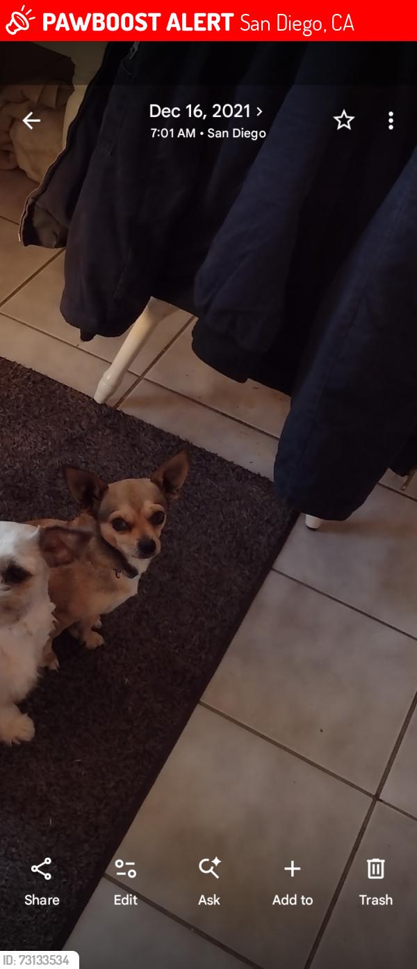 Lost Male Dog last seen In the nature trail behind Home Depot, San Diego, CA 92154