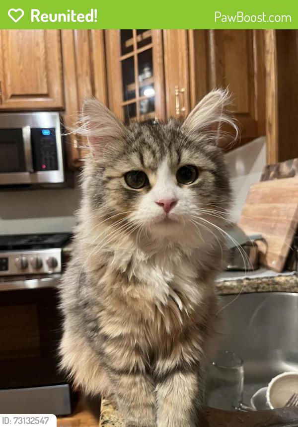 Reunited Male Cat last seen Choctaw and Hopi, Green Bay, WI 54313
