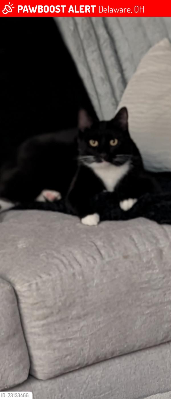 Lost Male Cat last seen Houk and 37, Delaware, OH 43015