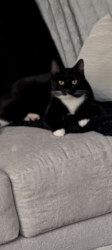 Lost Male Cat last seen Houk and 37, Delaware, OH 43015