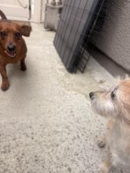 Found/Stray Unknown Dog last seen Alondra and Lincoln ave, Murrieta, CA 92562