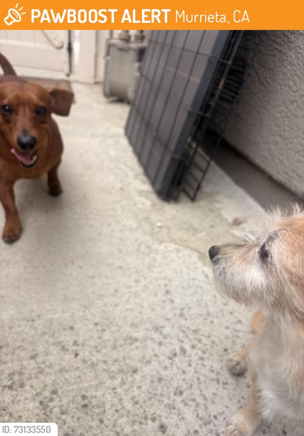 Found/Stray Unknown Dog last seen Alondra and Lincoln ave, Murrieta, CA 92562