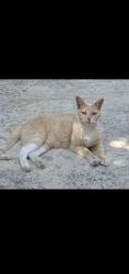 Reunited Female Cat last seen Peach/shepherd, Clovis, CA 93619