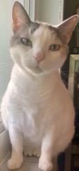 Reunited Female Cat last seen Near SW 64th St, Miami, FL 33143, USA, Miami, FL 33143