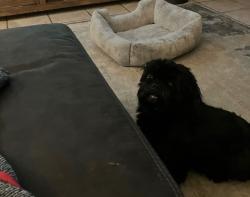 Lost Male Dog last seen Golf Links/Wilmot Terra Del Sol neighborhood, Tucson, AZ 85710