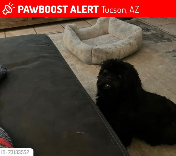 Lost Male Dog last seen Golf Links/Wilmot Terra Del Sol neighborhood, Tucson, AZ 85710