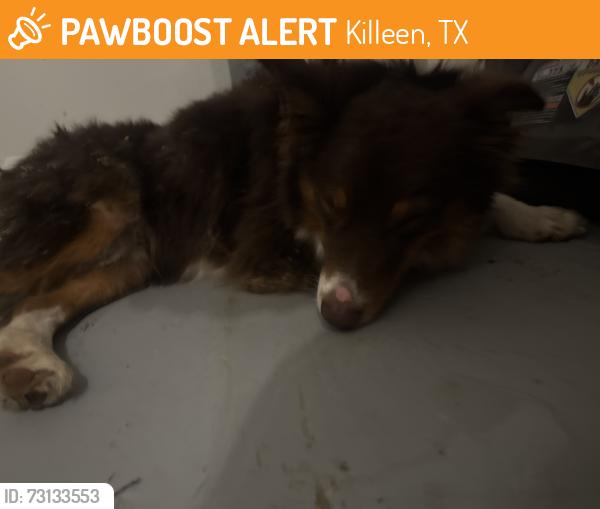 Found/Stray Female Dog last seen willow springs and corona, Killeen, TX 76549