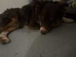 Found/Stray Female Dog last seen willow springs and corona, Killeen, TX 76549