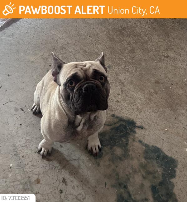 Found/Stray Female Dog last seen Near Cesar Chavez park at old Alvarado in union city, Union City, CA 94587
