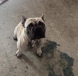 Found/Stray Female Dog last seen Near Cesar Chavez park at old Alvarado in union city, Union City, CA 94587