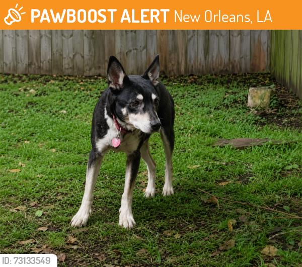Found/Stray Male Dog last seen Cleveland, New Orleans, LA 70112