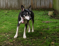 Found/Stray Male Dog last seen Cleveland, New Orleans, LA 70112