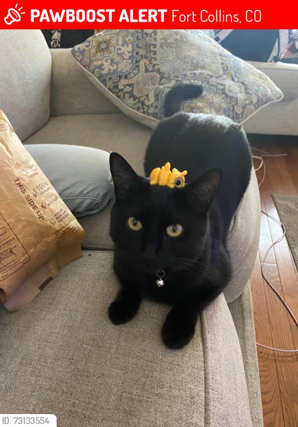 Lost Female Cat last seen Sharps St and Casa Grande, Fort Collins, CO 80526
