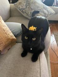 Lost Female Cat last seen Sharps St and Casa Grande, Fort Collins, CO 80526