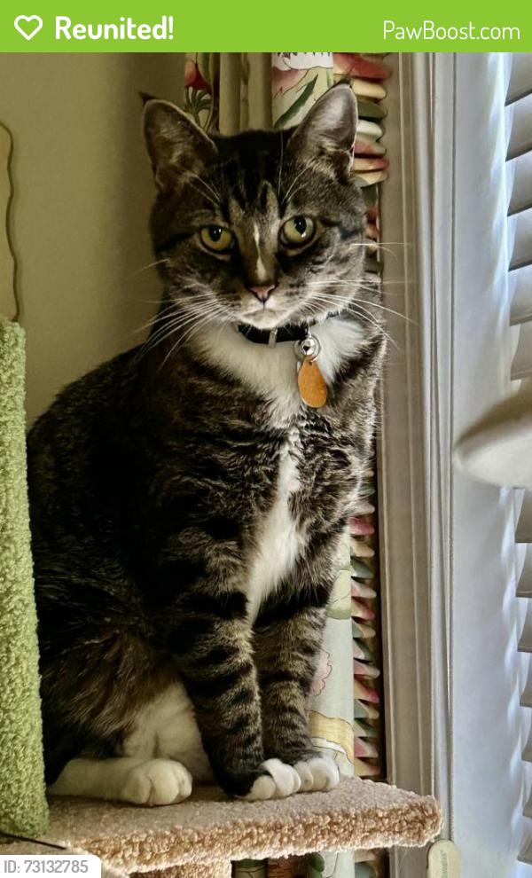 Reunited Male Cat last seen Cottage place, Greensboro, NC 27455