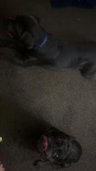 Reunited Female Dog last seen Near stable lane Brentwood park, Victorville, CA 92394