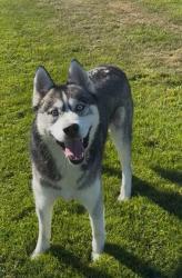 Reunited Male Dog last seen Henson court, Sedro Woolley, Sedro-Woolley, WA 98284