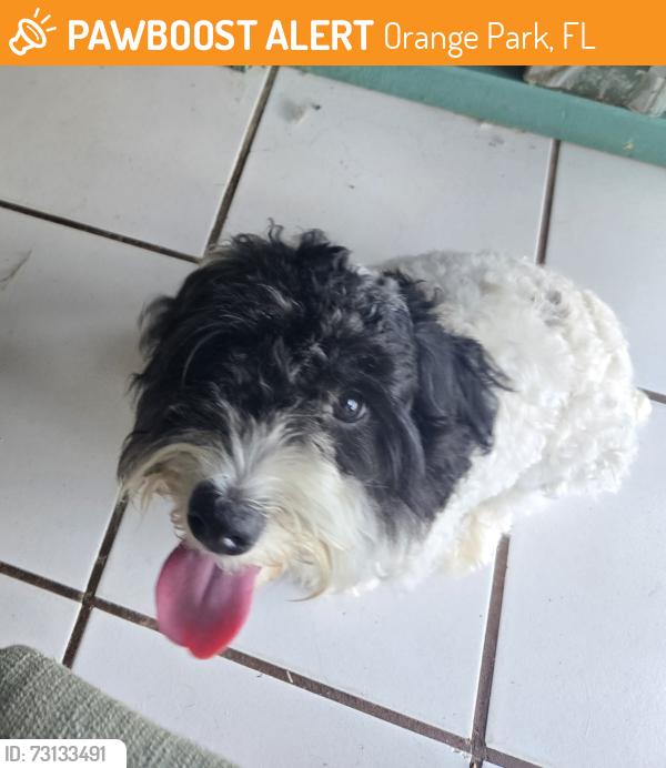 Found/Stray Male Dog last seen Blairmore Blvd W & Blanding Blvd, next to Tunis, Orange Park, FL 32073