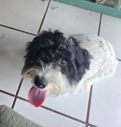 Found/Stray Male Dog last seen Blairmore Blvd W & Blanding Blvd, next to Tunis, Orange Park, FL 32073