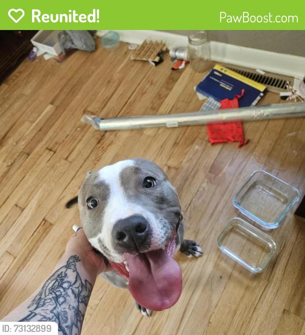 Reunited Female Dog last seen Salsbury, Independence, MO 64050