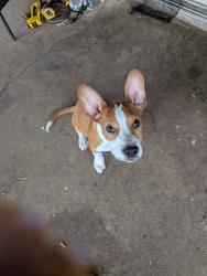 Found/Stray Male Dog last seen Villa Ave, Oklahoma City, OK 73159