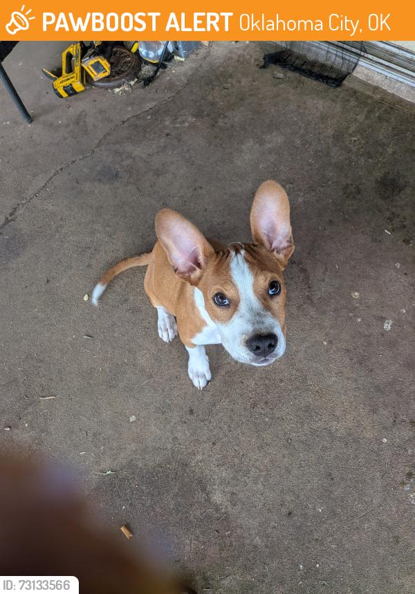 Found/Stray Male Dog last seen Villa Ave, Oklahoma City, OK 73159