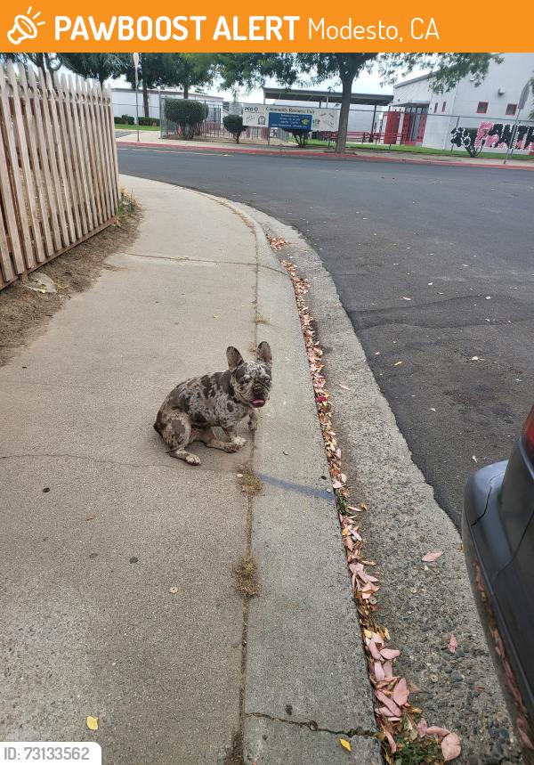 Found/Stray Female Dog last seen California Ave, Modesto, CA 95351