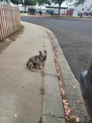 Found/Stray Female Dog last seen California Ave, Modesto, CA 95351