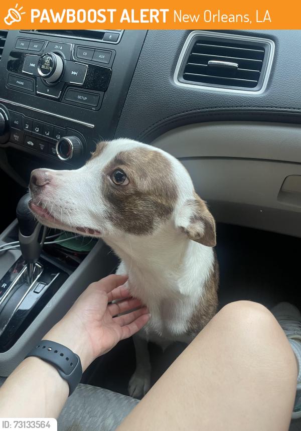 Surrendered Male Dog last seen 3rd street, New Orleans, LA 70115