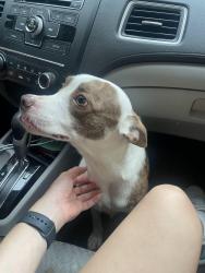 Found/Stray Male Dog last seen 3rd street, New Orleans, LA 70115