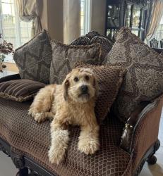 Reunited Male Dog last seen Newland/Hamilton, Huntington Beach, CA 92646