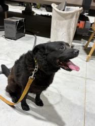 Reunited Female Dog last seen Hwy 89 and 87 Dollar General, Point Baker, FL 32570