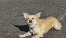 Reunited Female Dog last seen Spring Valley Lake, CA, USA, Spring Valley Lake, CA 92395
