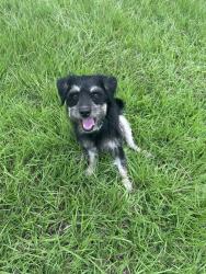 Found/Stray Male Dog last seen Garcia Elem., Houston, TX 77093