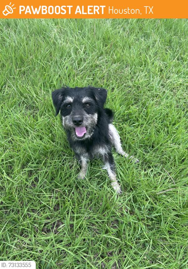 Found/Stray Male Dog last seen Garcia Elem., Houston, TX 77093