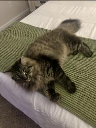 Reunited Male Cat last seen Northwest rd., Northwest, NC 28451