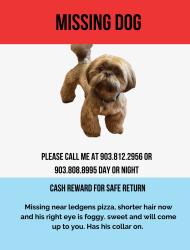 Lost Male Dog last seen Near S County Road 1270 Midland, Midland, TX 79706