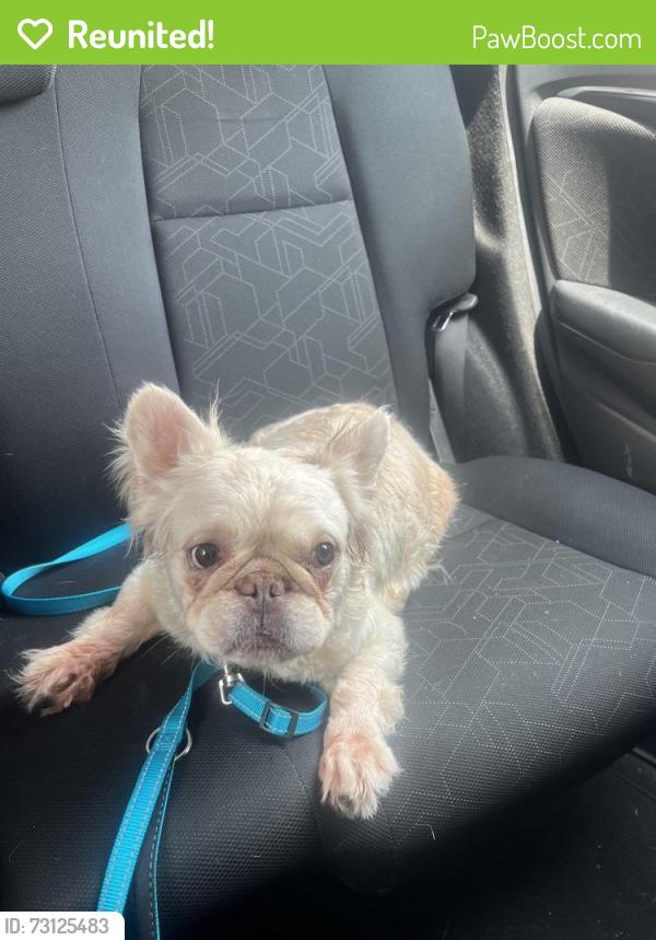 Reunited Female Dog last seen Chester Pike Glenolden, Glenolden, PA 19036